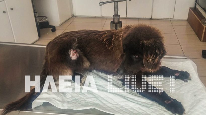 Ηλεία: Νέο κρούσμα κακοποίησης σκύλου στο δήμο Ανδραβίδας – Κυλλήνης