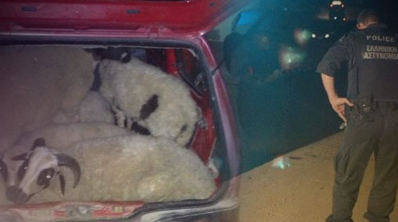 Κρήτη: Έκλεψαν δύο αρνιά και τα έβαλαν στο πίσω κάθισμα του αυτοκινήτου