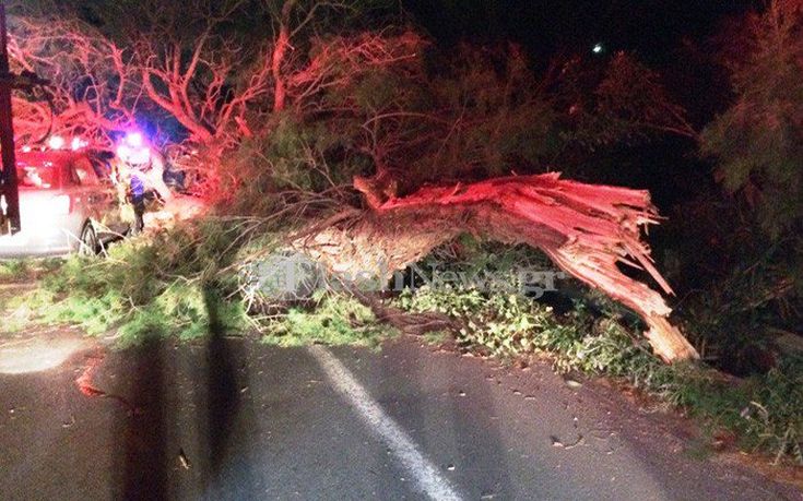 Κρήτη: Δέντρο έπεσε πάνω σε διερχόμενο αυτοκίνητο (φωτό)