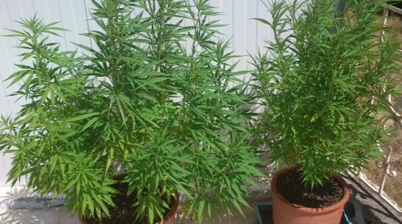 Λέσβος: 27χρονος είχε στήσει το δικό του «εργαστήρι» χασισοκαλλιέργειας