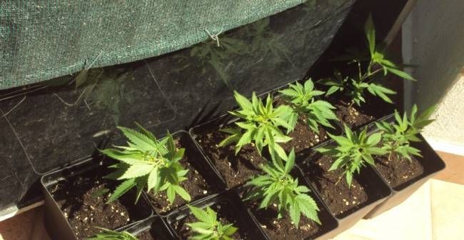 Ηράκλειο: Σύλληψη 34χρονου για καλλιέργεια και κατοχή κάνναβης