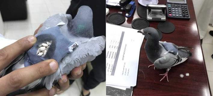 «Άφωνες» οι αρχές στο Κουβέιτ: Περιστέρι διακινούσε ναρκωτικά! (φωτό, βίντεο)