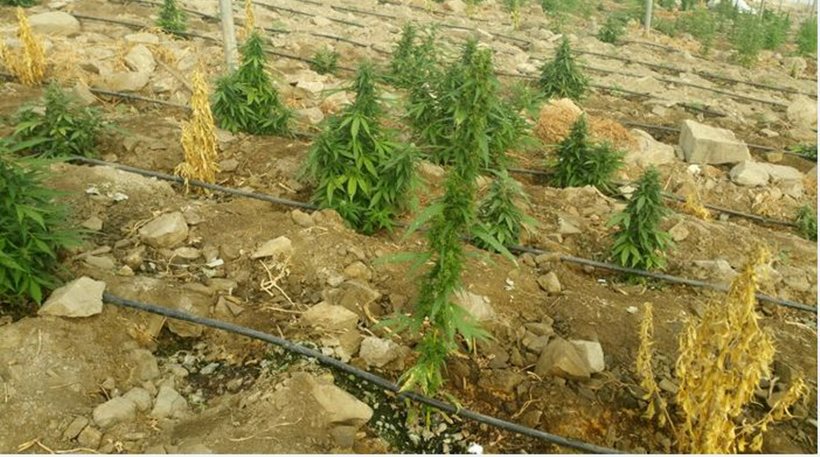 Κρυμμένο χασίς σε δάσος εντόπισαν οι Αρχές στα Γρεβενά