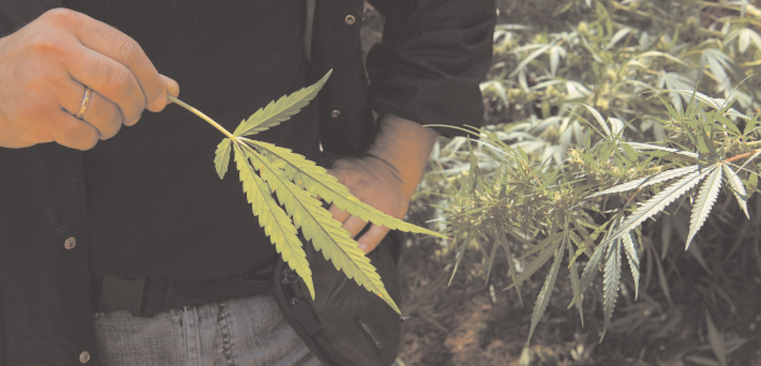 Καλαμάτα: Εντοπισμός φυτείας κάνναβης από… αέρος