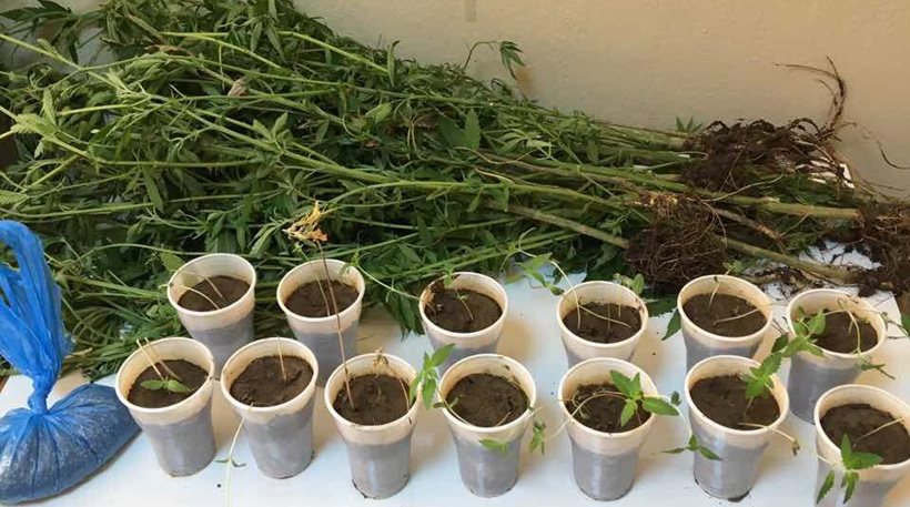 Σέρρες: Τα αμπέλια έκρυβαν μεγάλη χασισοφυτεία