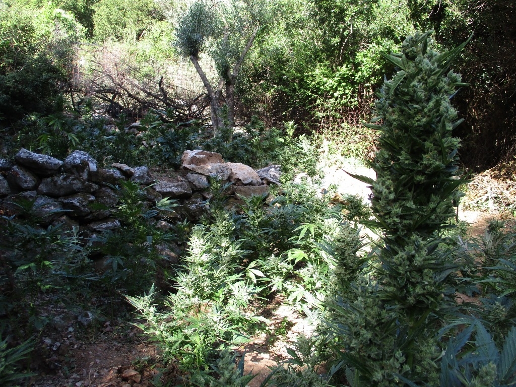 Κιλκίς: Κωπηλατώντας έφταναν στην χασισοφυτεία