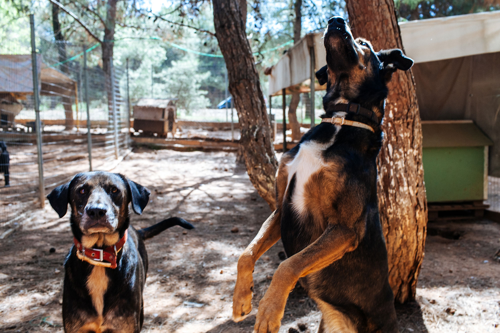 Ραφήνα: 39χρονος κακοποιούσε ένα σκύλο
