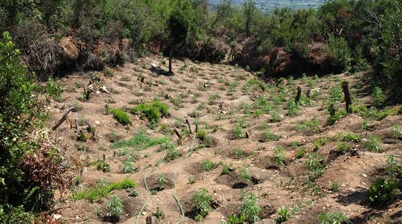 Μεσσηνία: Μεγάλη φυτεία με πάνω από 1.000 χασισόδεντρα