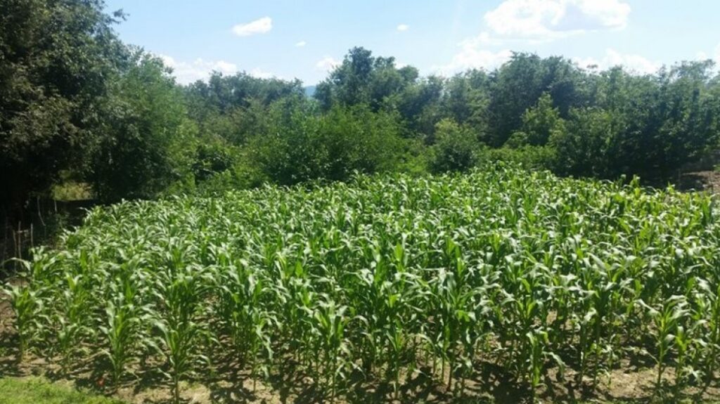 Μυτιλήνη: Η αστυνομία εντόπισε εγκαταλελειμμένο κτήμα με χασισόδεντρα