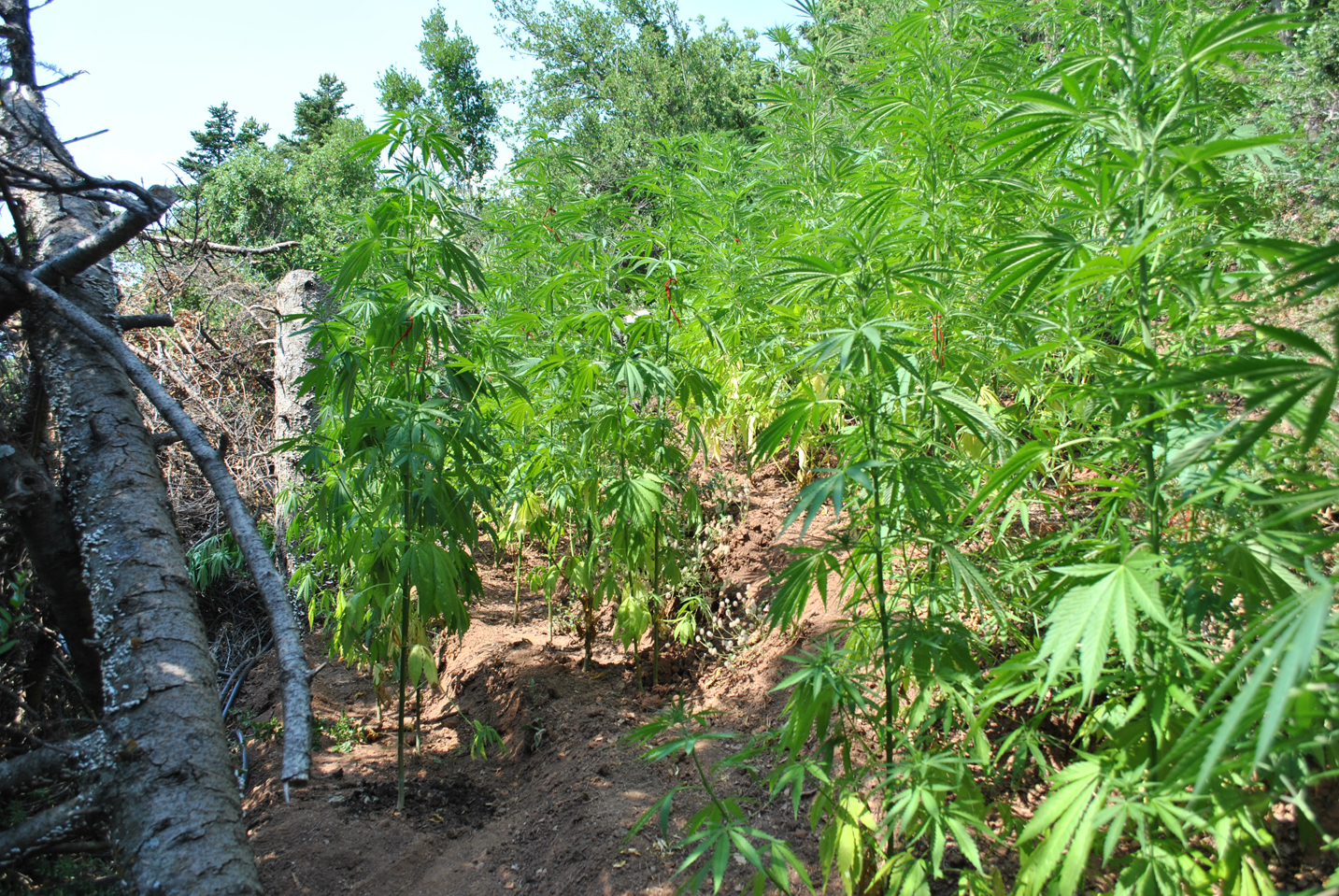 Άλλη μια χασισοφυτεία εντοπίστηκε από το ελικόπτερο της ΕΛ.ΑΣ. στην Τριφυλία Μεσσηνίας