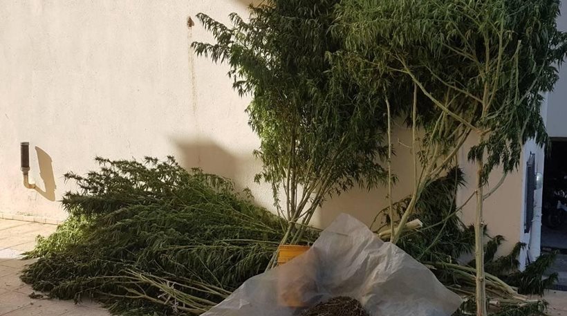 Κιλκίς: Συνελήφθη 49χρονος που διατηρούσε χασισοφυτεία με υπερμεγέθη δενδρύλλια