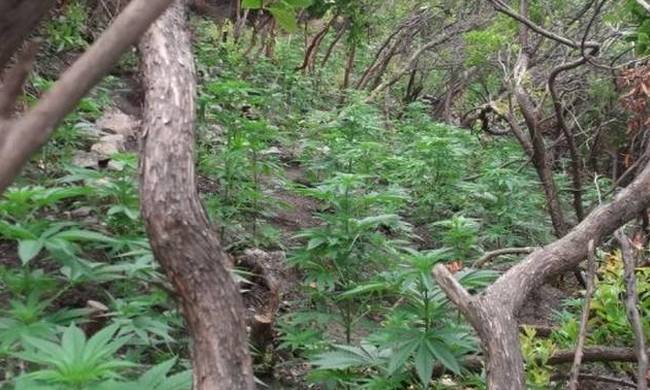 Θεσσαλονίκη: Εντοπίστηκαν εκατοντάδες χασισόδεντρα δίπλα σε ποτάμι