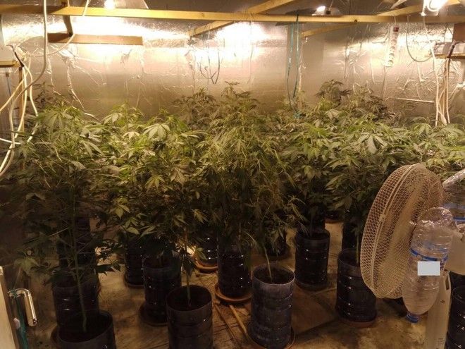 Ηλικιωμένος παιδόφιλος καλλιεργούσε και διακινούσε ναρκωτικά σε ανήλικους! (βίντεο)