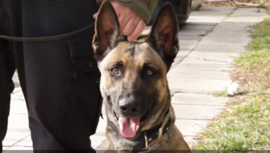 Η αποχαιρετιστήρια ανάρτηση της ΕΛ.ΑΣ για τον  σκύλο περιπολίας Satan (φωτό)