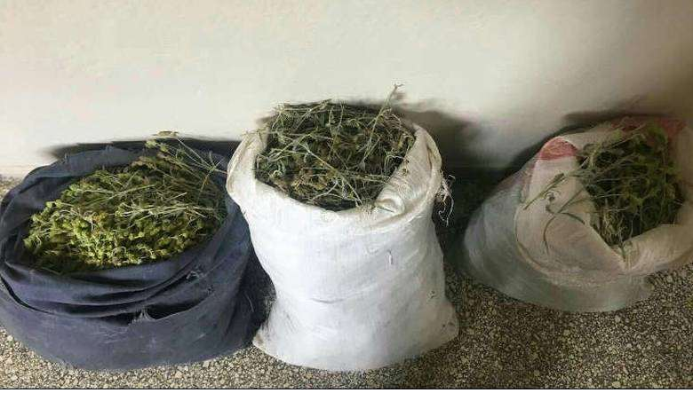 Σε λίγο θα κλέψουν και τα… βουνά τα ίδια: Αλβανοί ξεριζώνουν φυτά και βότανα στο Γράμμο