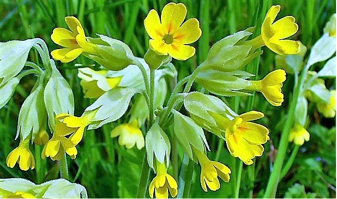 Εκλάπησαν 132 κιλά «λουλουδιού του Δαρβίνου»-  Η τιμή κιλού ξεπερνάει τις 10.000 ευρώ