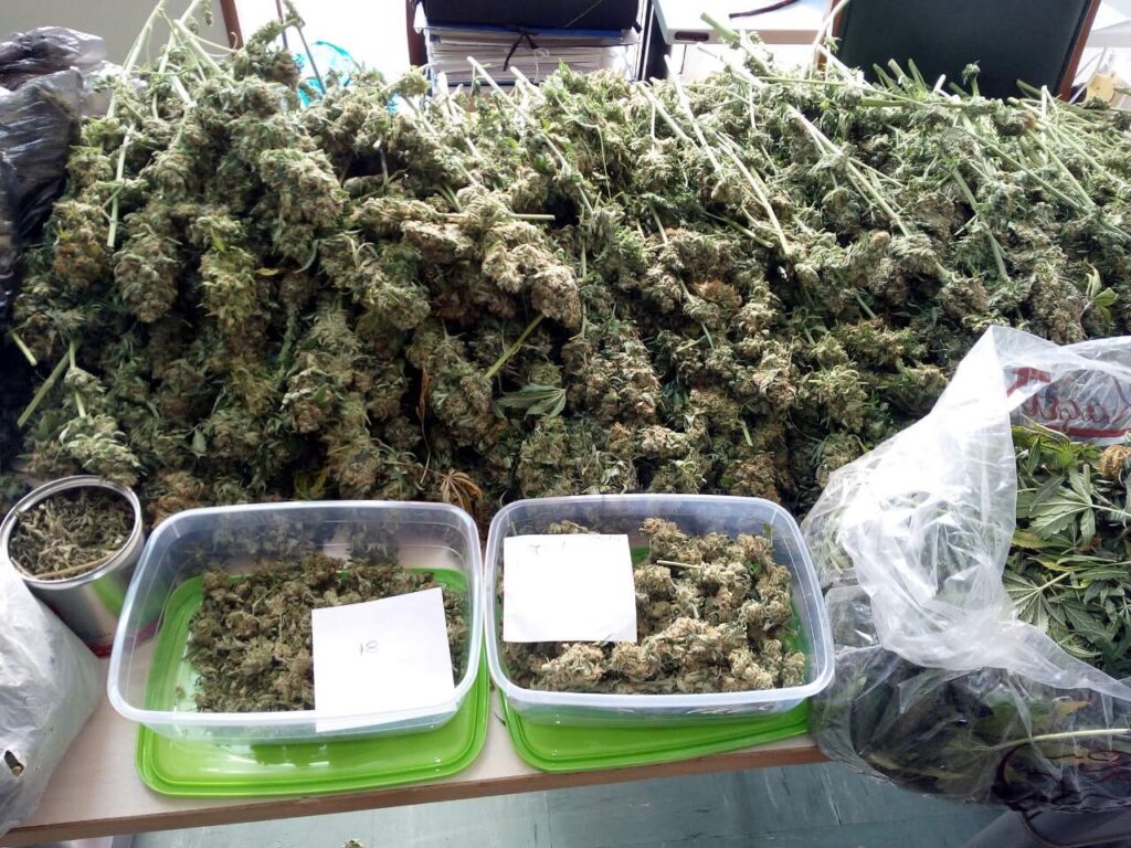 Ξάνθη: Σκύλος-ανιχνευτής εντόπισε εργαστήριο υδροπονικής κάνναβης