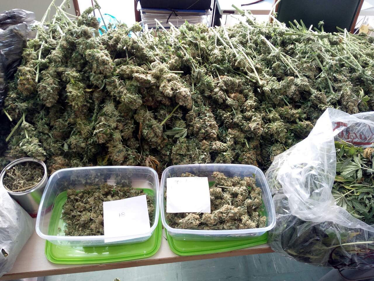 Ξάνθη: Σκύλος-ανιχνευτής εντόπισε εργαστήριο υδροπονικής κάνναβης