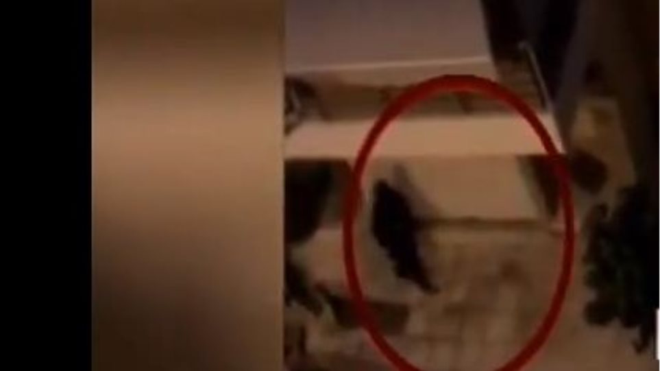 Βίντεο: Η στιγμή της σύλληψης των δύο αλβανών εκτελεστών