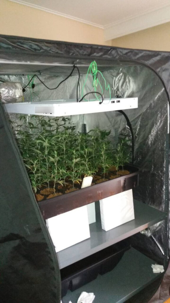 Διαμέρισμα στην Καλλιθέα είχε μετατραπεί σε … φυτώριο κάνναβης (φωτό)