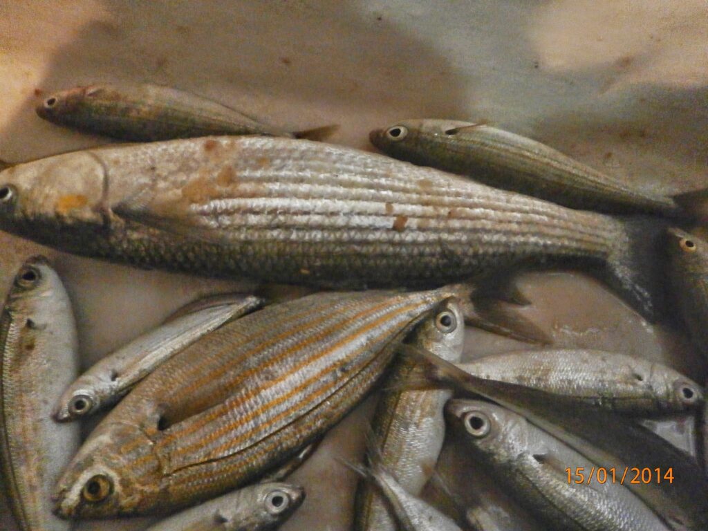 Πειραιάς: Ελεγκτές τροφίμων κατάσχεσαν 104 κιλά ακατάλληλων ψαριών από πλανόδιο και εστιατόριο