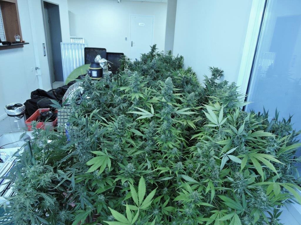 Μενίδι: 31χρονος είχε κάνει το σπίτι του εργαστήριο κάνναβης – 100 δενδρύλλια κατασχέθηκαν! (φωτό)