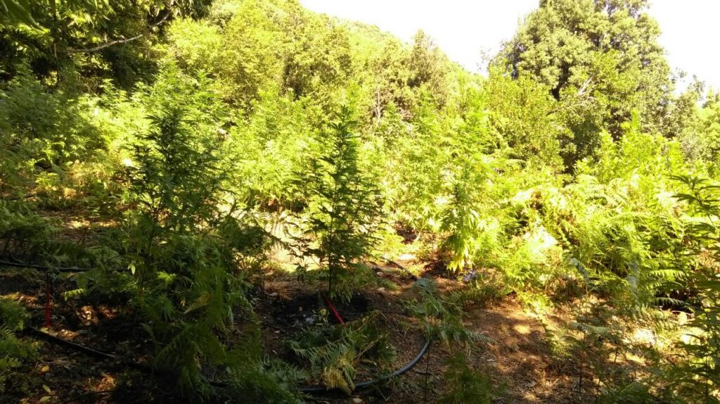 Φυτεία χασίς μέχρι και για τα δισέγγονά του – 10.500 δενδρύλλια βρέθηκαν σε αγρόκτημα στην Καρδίτσα!