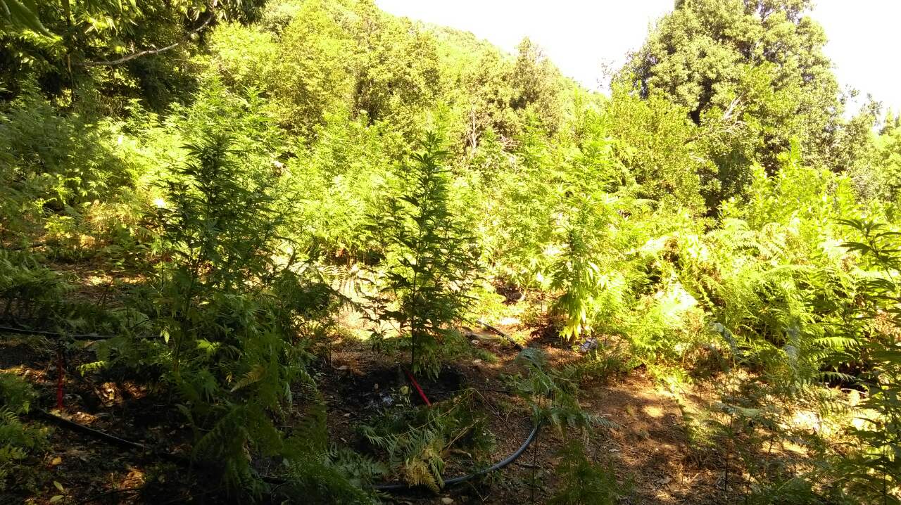 Φυτεία χασίς μέχρι και για τα δισέγγονά του – 10.500 δενδρύλλια βρέθηκαν σε αγρόκτημα στην Καρδίτσα!