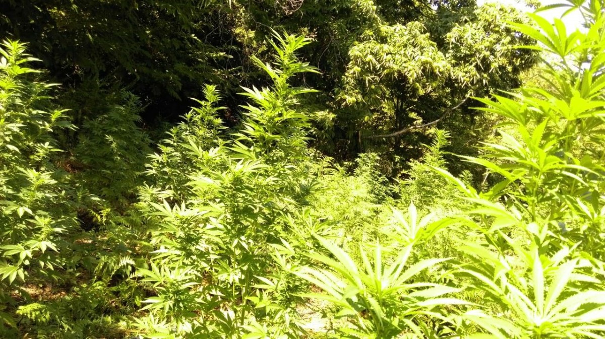 Γκάφα της αστυνομίας: Τι συνέβη με την μεγαλύτερη χασισοφυτεία της Ελλάδας;