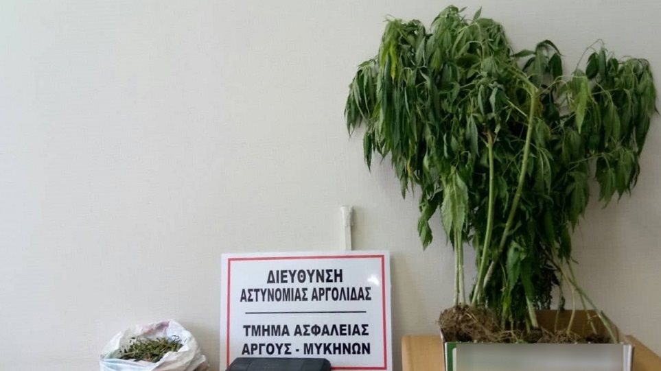 Συνελήφθη 36χρονος στην Αργολίδα – Διατηρούσε χασισοφυτεία και οπλισμό
