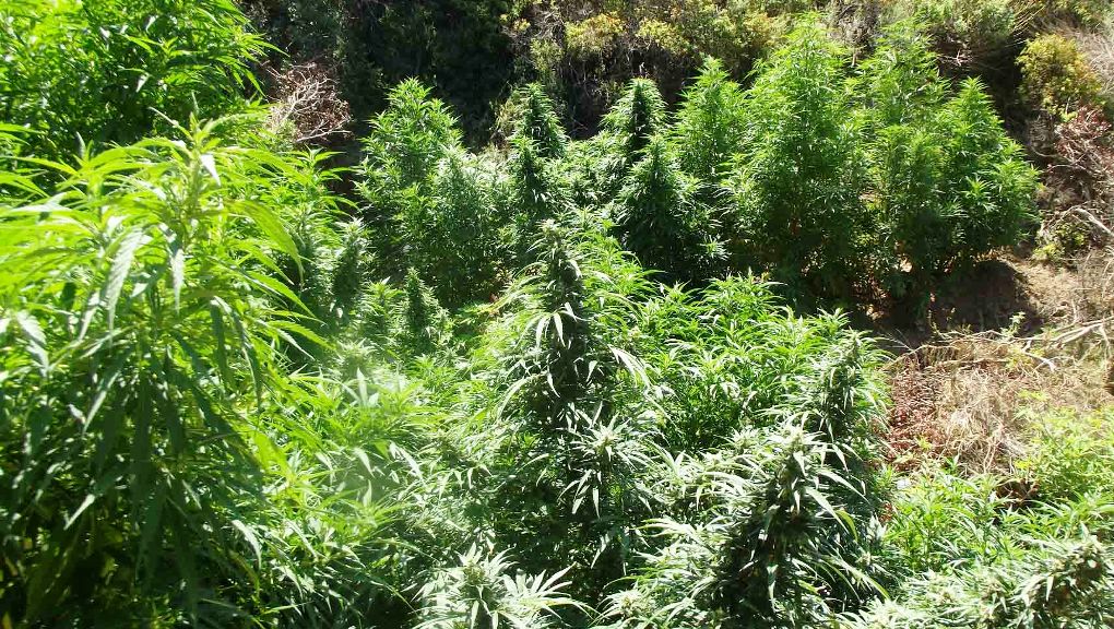 Ορεστιάδα: Βουλγάρα χήρα είχε στήσει χασισοφυτεία «μαμούθ»