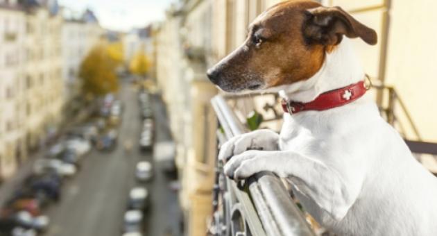 Σκύλος προστάτευε την καμμένη σορό του αφεντικού του στην Ραφήνα