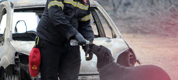 Διαβάστε την ανακοίνωση της Φιλοζωικής Ραφήνας- Έκκληση για βοήθεια στα ζώα που επλήγησαν