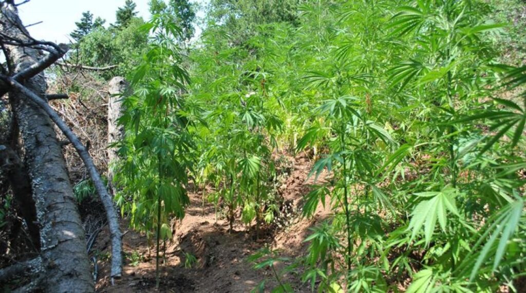 Πάτρα: Εντοπίστηκε χασισοφυτεία-μαμούθ με 1.800 δενδρύλια κάνναβης