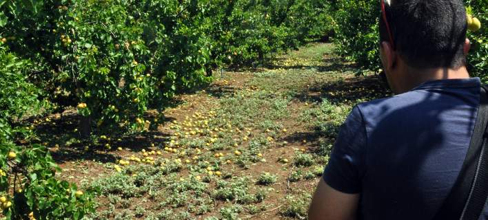 Υπουργός Αγροτικής Ανάπτυξης και Τροφίμων: «Θα εξαντληθούν οι δυνατότητες για να αποζημιωθούν οι αγρότες της Κορινθίας»