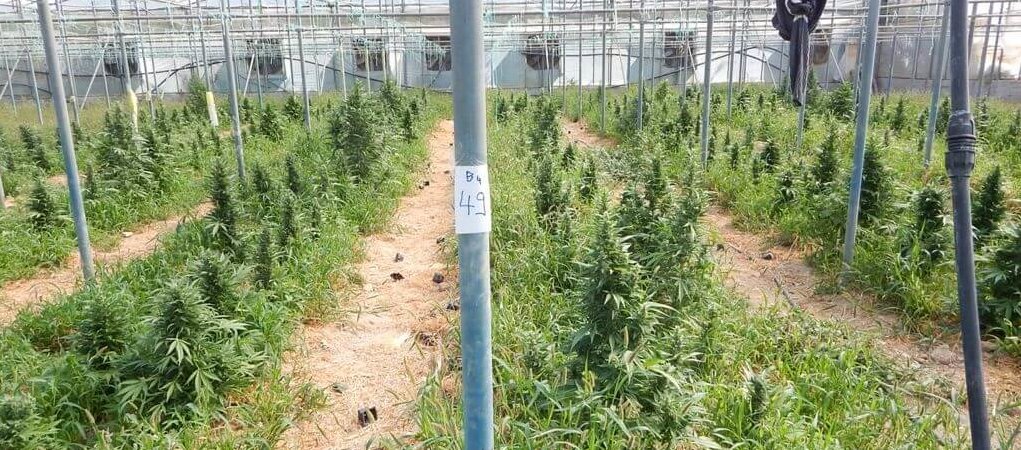 Εύβοια: 10 θερμοκήπια με 1500 χασισόδεντρα ανακάλυψε η ΕΛΑΣ