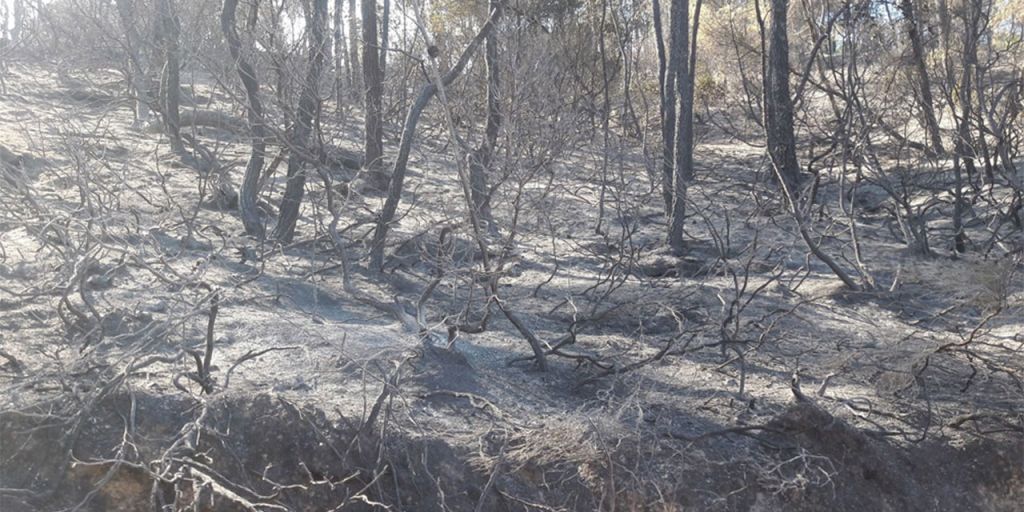 Κρανίου τόπος η Χαλκιδική – Στάχτη και αποκαΐδια άφησε πίσω της η πύρινη λαίλαπα (φώτο)