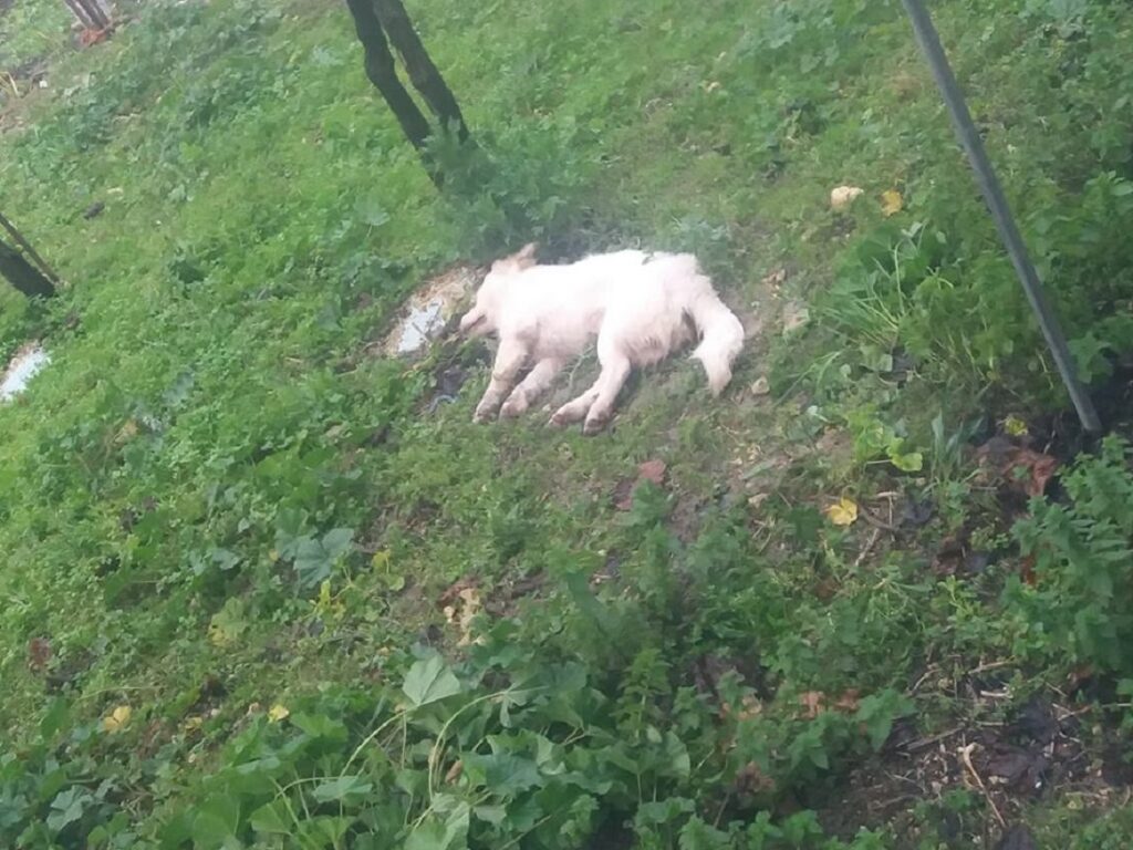 Κρήτη: Σκότωνε σκυλιά και τα έκρυβε σε τσουβάλια (φωτο)