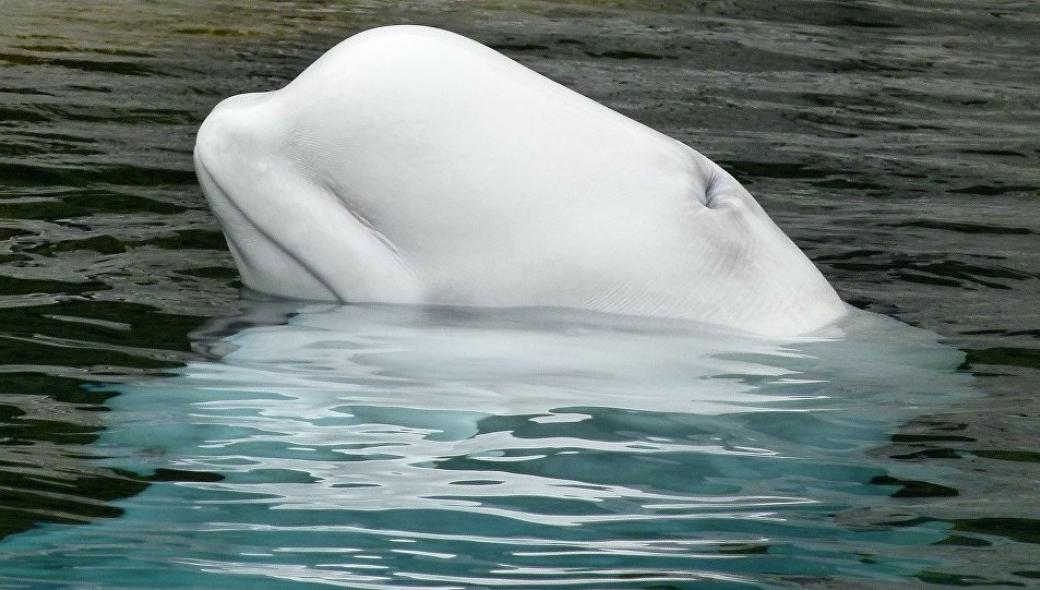 Νορβηγικό υπ. Άμυνας μετά τον εντοπισμό λευκής φάλαινας με πομπό: «Είναι κατάσκοπος των Ρώσων»!