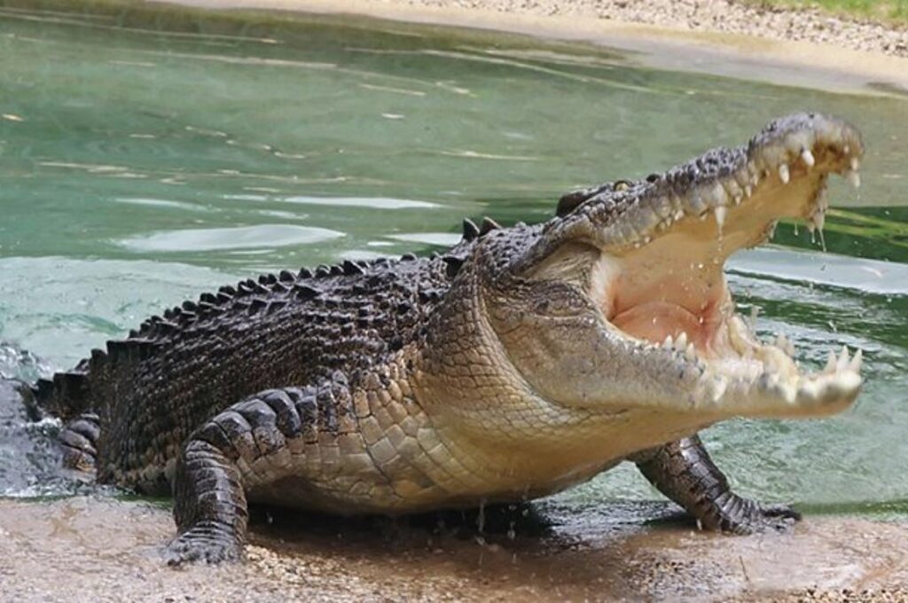 «Κροκόδειλος»: Το νέο παράνομο ναρκωτικό που τρώει τη σάρκα των χρηστών του (φωτο)