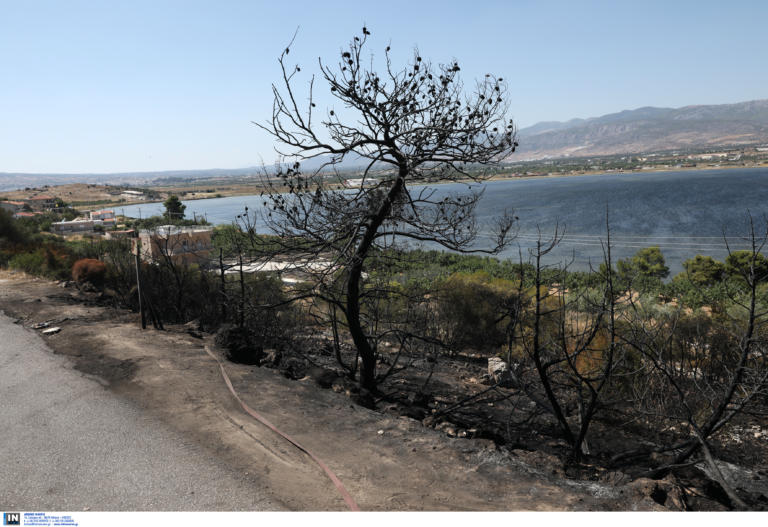 Υπό μερικό έλεγχο η φωτιά στα Μέγαρα – Ξεφεύγει η κατάσταση στο Μαρκόπουλο