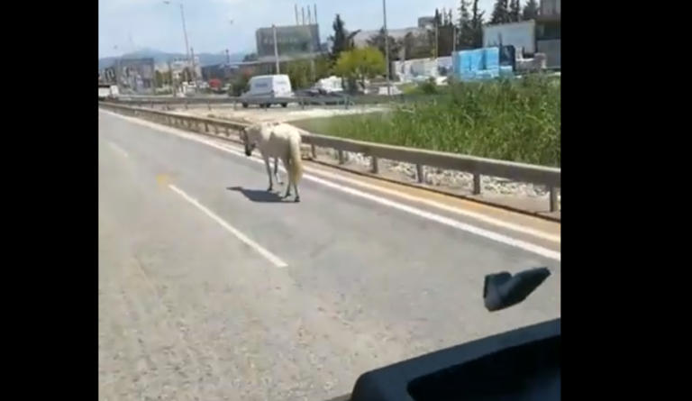 Συγκρούστηκε με Ι.Χ το άλογο που ήταν ελεύθερο στους δρόμους της Θεσσαλονίκης