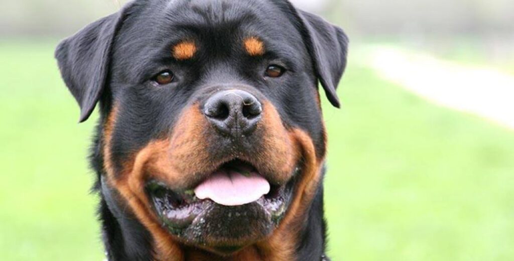 Νέα τραγωδία: Νεκρό κοριτσάκι 3 μηνών μετά από επίθεση ροτβάιλερ στα Γλυκά Νερά