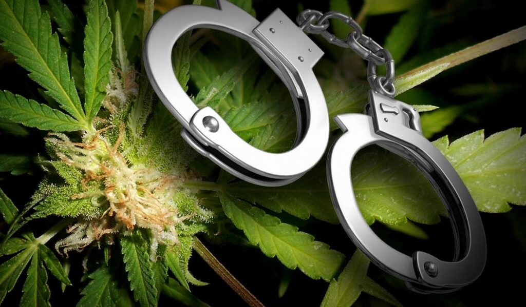 Λαμία: Η αποθήκη ήταν γεμάτη γλάστρες με χασίς