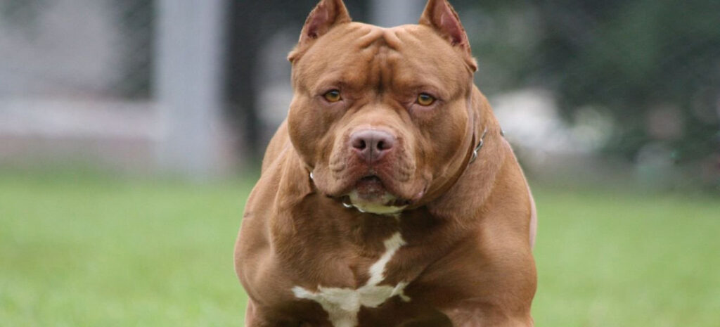 Θεσσαλονίκη: Έμπορος ναρκωτικών έδωσε εντολή σε πιτ-μπουλ να επιτεθεί σε αστυνομικούς – Χειροπέδες σε τρία άτομα