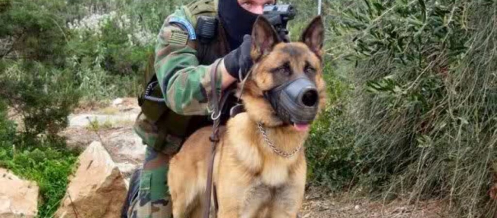 Αυτός είναι ο σκύλος «ήρωας» που βοήθησε στην εξόντωση του αλ-Μπαγκντάντι (φώτο)(upd)