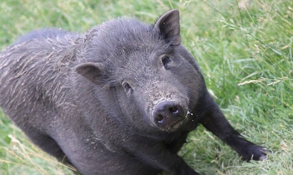 Τροχαίο ατύχημα στην Εγνατία οδό: Φορτηγό τράκαρε με αγριογούρουνο