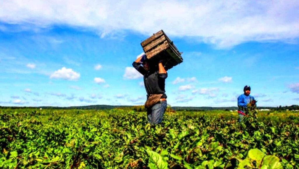 Έρχεται «ΟΑΕΔ για μετανάστες» για να αναλάβουν τις αγροτικές εργασίες και να μείνουν στα χωριά σε όλη την Ελλάδα
