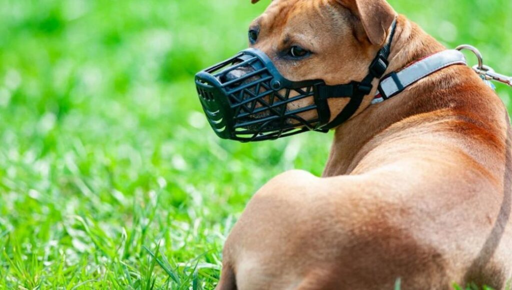 Θεσσαλονίκη: Νέα επίθεση από αδέσποτο σκύλο – Στο νοσοκομείο 20χρονος