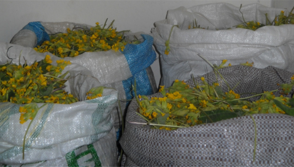 Συνεχίζεται η «τρέλα» με το «λουλούδι του Δαρβίνου»: Συνελήφθη Αλβανός που είχε συλλέξει το πανάκριβο φυτό (βίντεο)